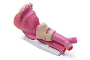 Airway Demonstration Model
